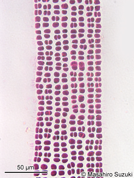 イソリボン Erythrotrichia incrassata